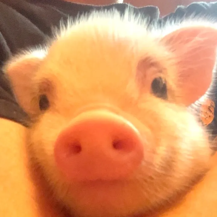 pignic広報部