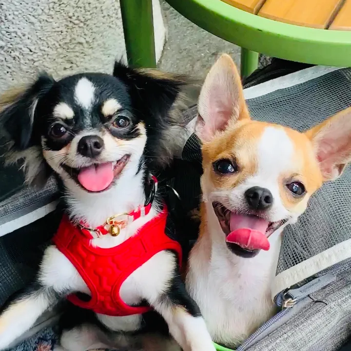 Yoda_Leia_Chihuahuas