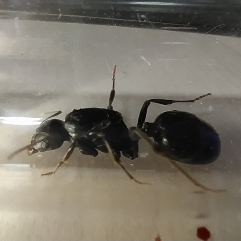 Black Ant