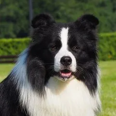 Hodowla Border Collie FCI ZKwP