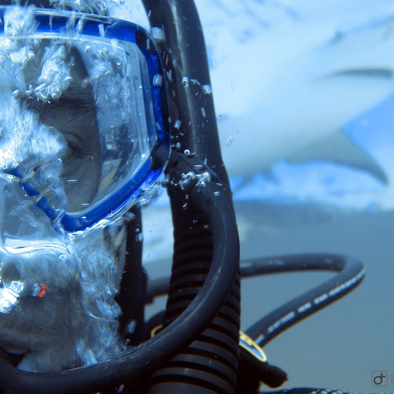 Julio Frozen Diver
