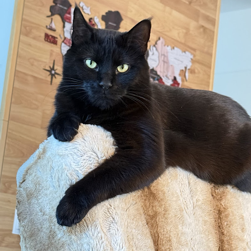 Black Cat Majk