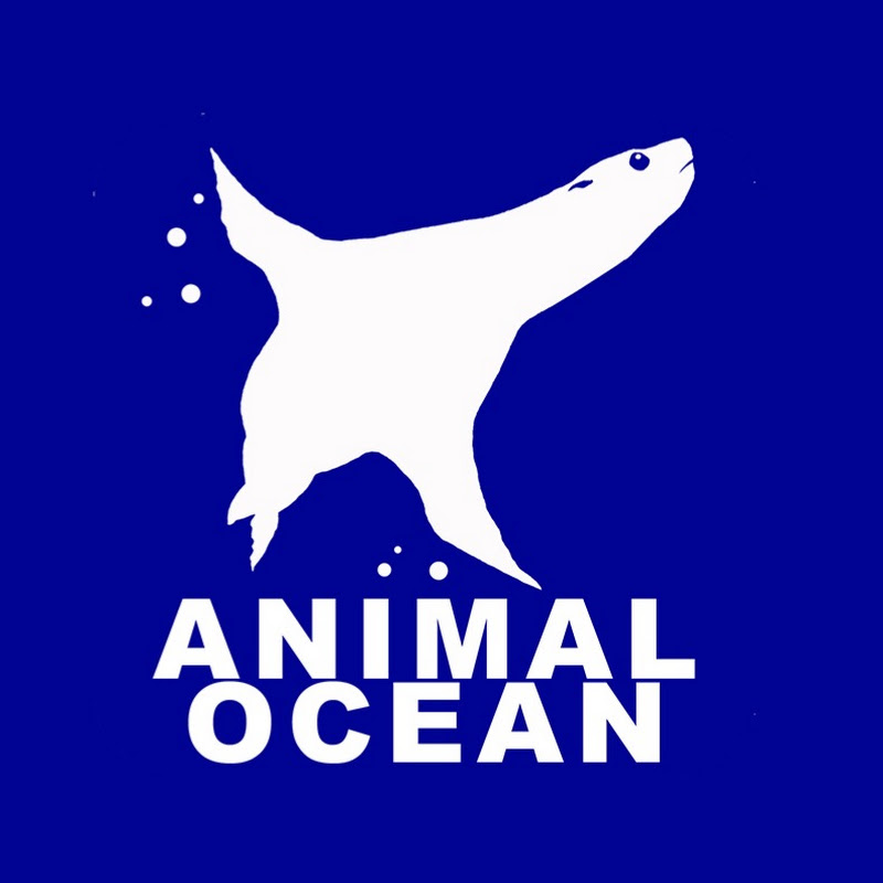 Animal Ocean