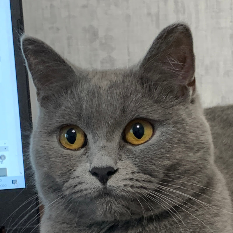 ASMR Cat House