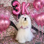 Masha | Dog Model & Ambassador