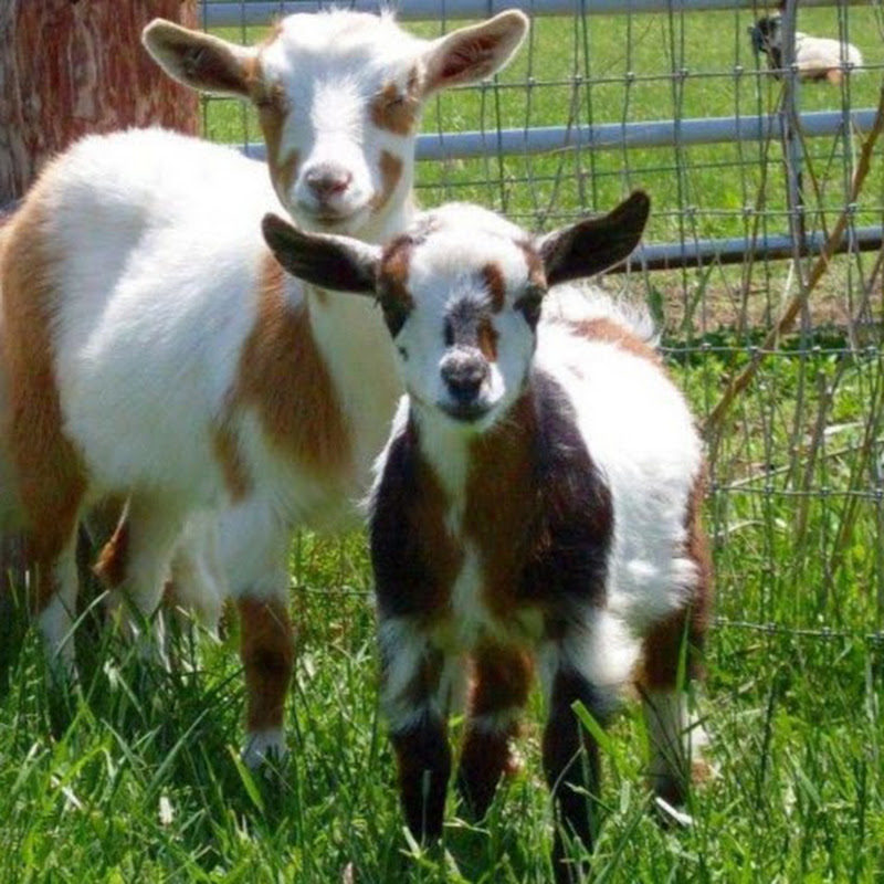 DFarm (Dcb Farmstay)
