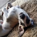 Faust Aloysius Giovan Pirelli