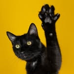 Goku - The Black Cat