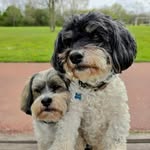 🐶 Dorus & Pablo (Havanezers)