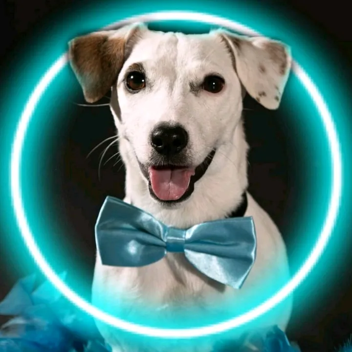 Ravi Reis | TikTok Shop Pet