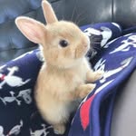 Cute rabbits