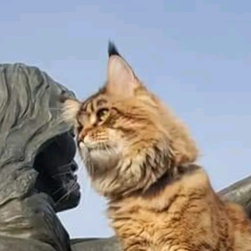 Pacific Northwest Mainecoon