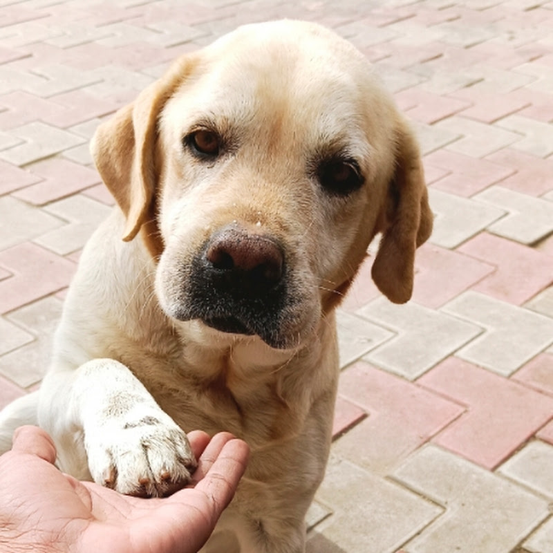dog_lover143