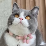 Zill British Shorthair Cat