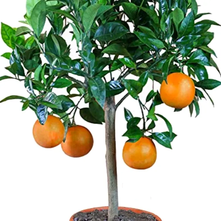 AgrumiFarm🍊🍋