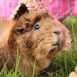 Guinea pigs and Rabbits from Sweden 🇸🇪