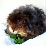 NMK 093 - Lykkelitens Marsvinoppdrett