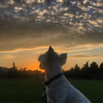 Maisie (May-zee)
