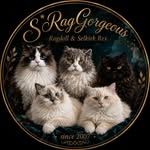 S*RagGorgeous Ragdolls & Selkirk Rex
