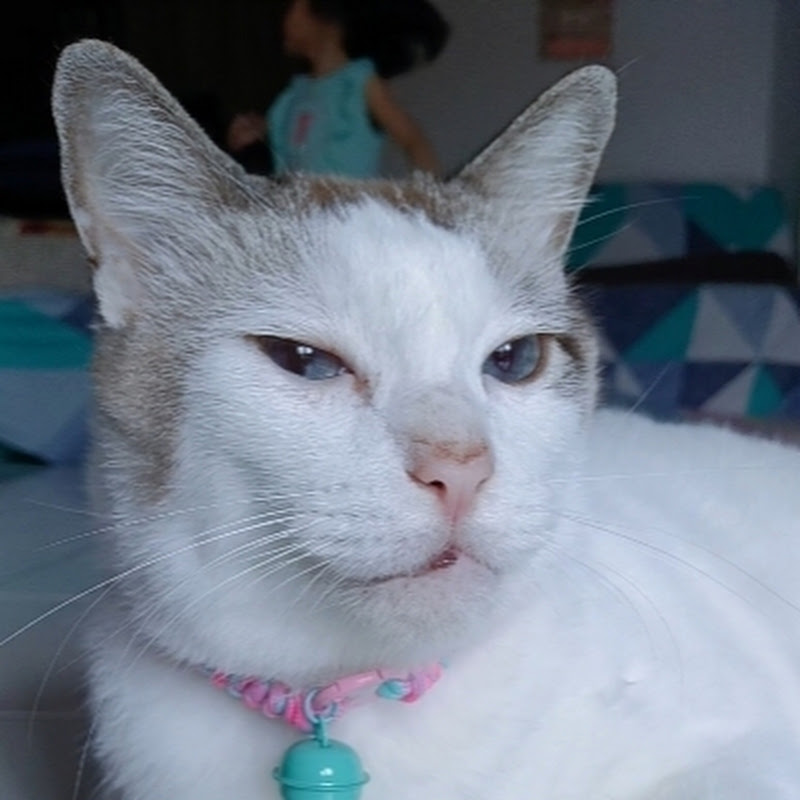 whitecat Andfriends 