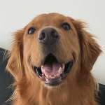 Chibii• 金多寶🌟🐶🔥