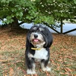 Bernie 🐾