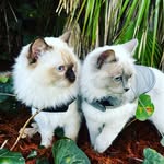 First Paw Adventures 🇦🇺