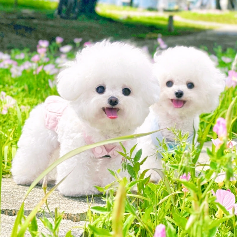 FluffyBichon Diaries