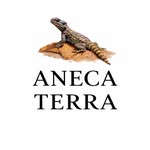 Sam Aneca