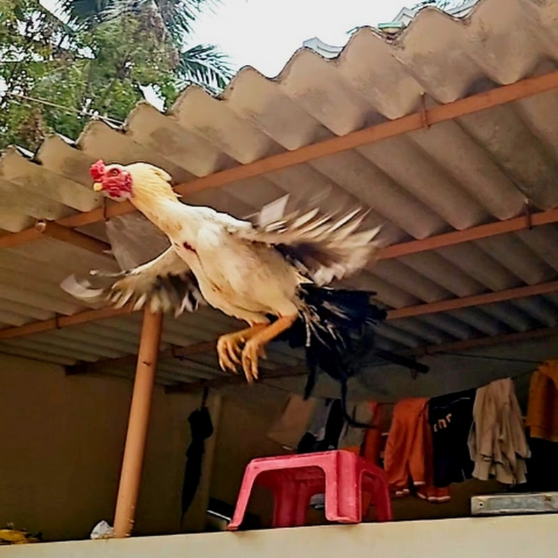 Cute Chicks and Pet Animals