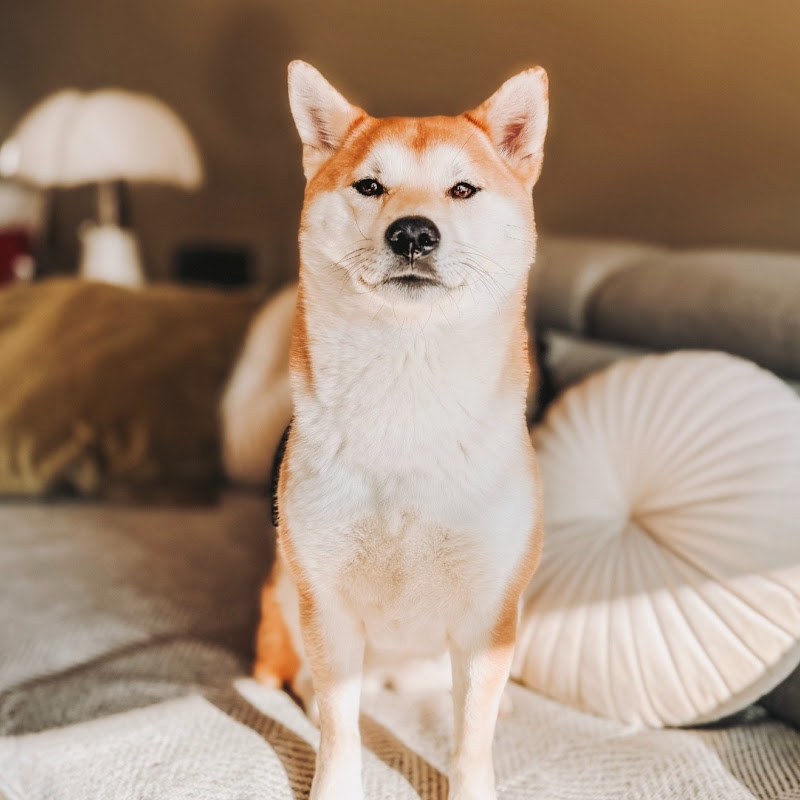 Yuki The Dutch Shiba Inu