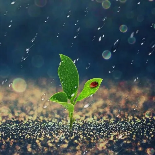 Rain