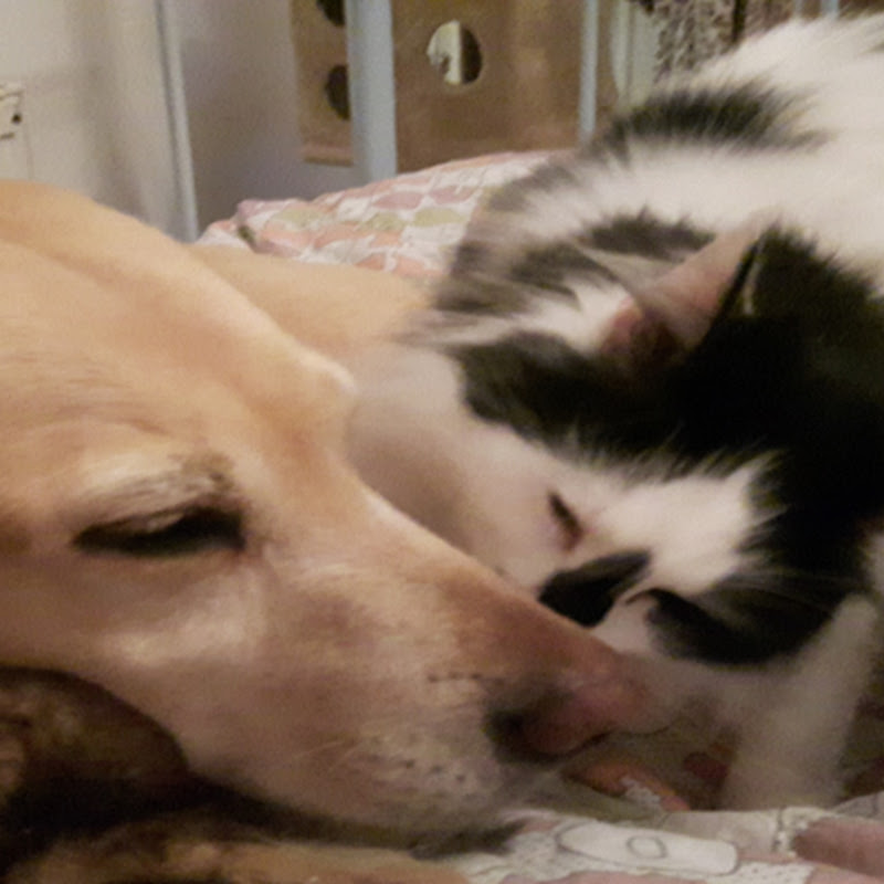 CATS and DOGS have FUN