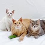 🇲🇾Jordon佐敦🐈Snoopy史努比🐈‍⬛Alfie艾尔菲🤍
