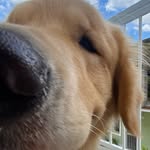 BRUCE | O GOLDEN 🐾