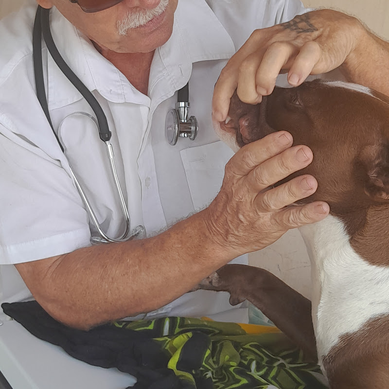 Ask a Vet 