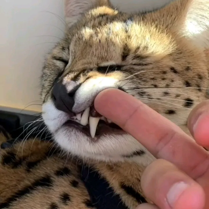 🐆 Leptailurus Cat 🇪🇦