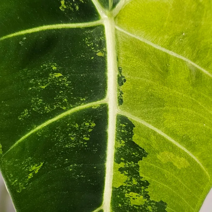 PlantasticElma