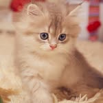 Pota PetsDaily