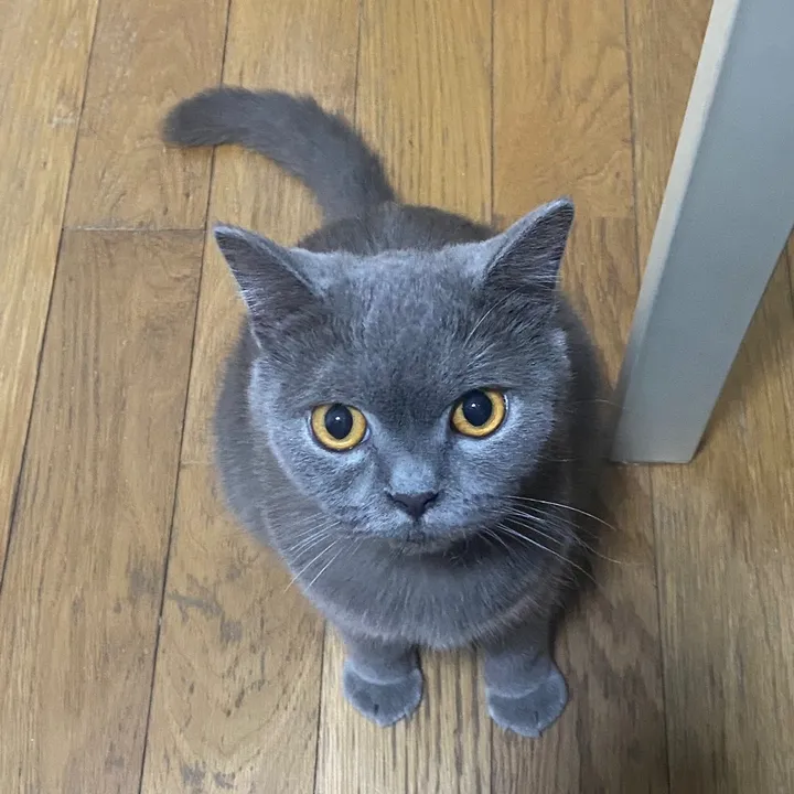 BLUEtheCAT