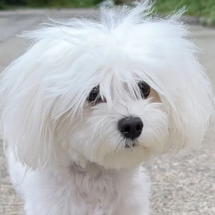 Poppy