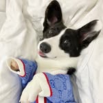 𝐎𝐥𝐥𝐢𝐞 𝐃𝐞 𝐂𝐨𝐫𝐠𝐢 ˙ᵕ˙