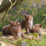 Our Conservation Page