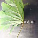 BLÄTTER