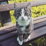 Chilla