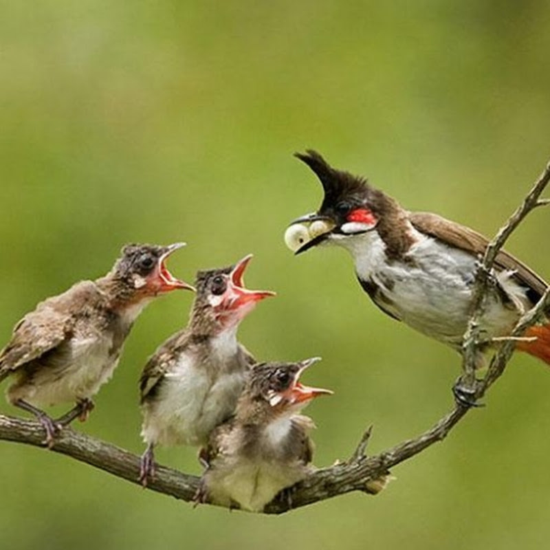 NATURE AT ITS BEST