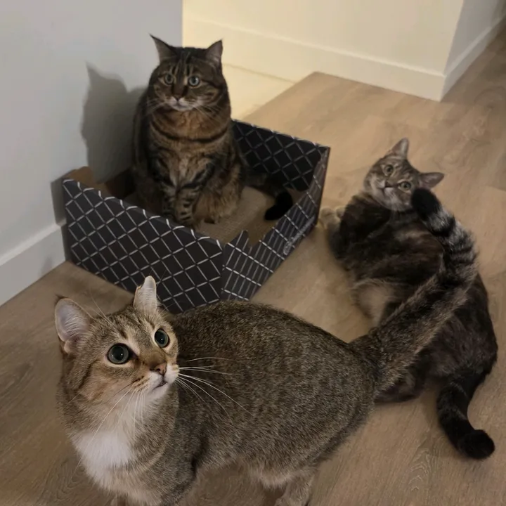 Eevee, Pichu & Petunia