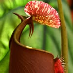 Jurassic Plants PR