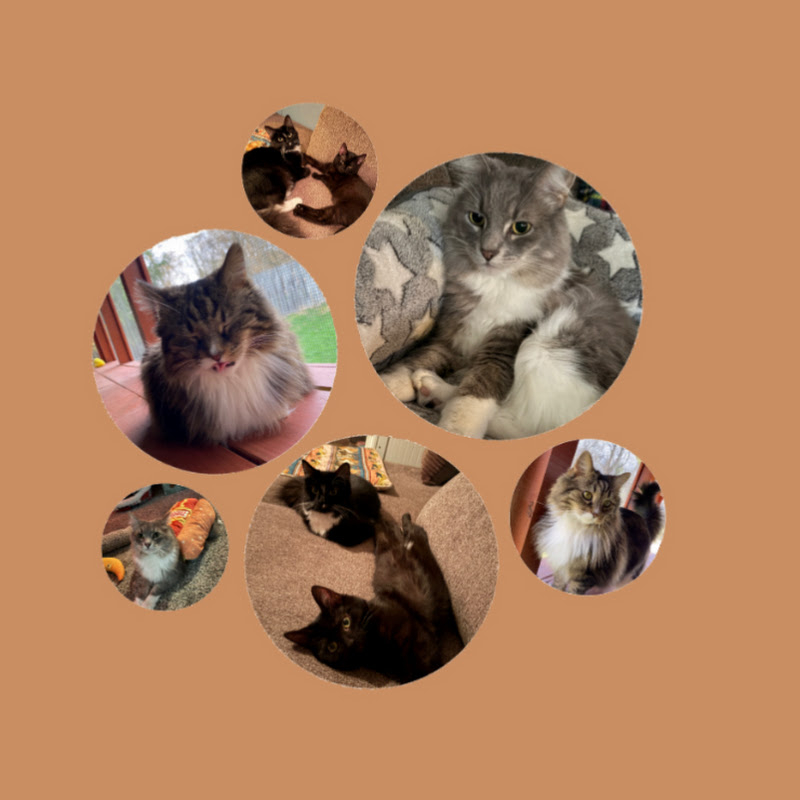 Paws and Tales