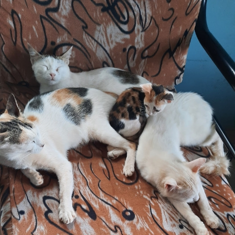 the ajibo garib animal drama